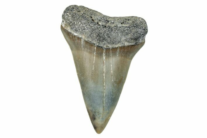 Fossil Broad-Toothed Mako Shark Tooth - North Carolina #272961